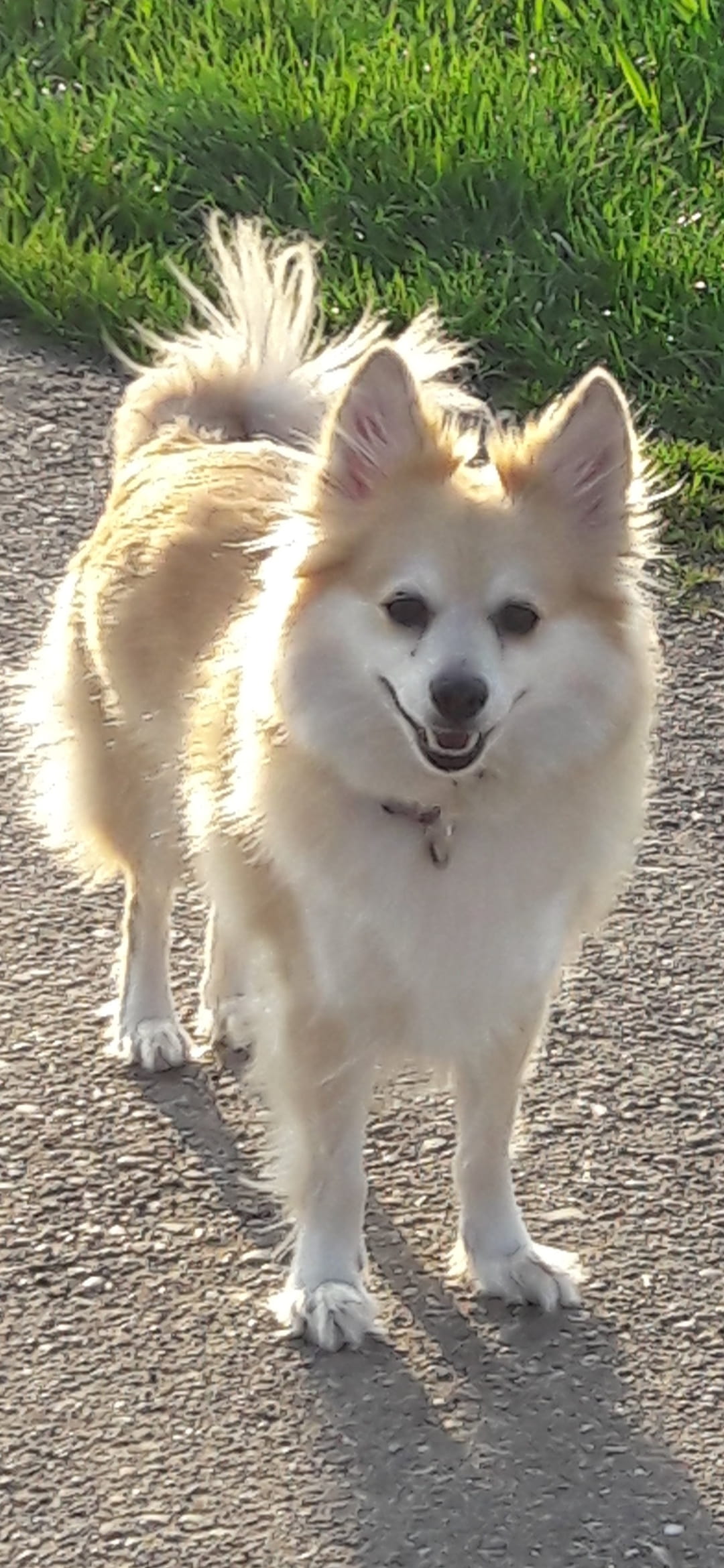 Hunde, Hundebesitzer, Hundemenschen, Vierbeiner, Hundealltag, Tipps, Ideen